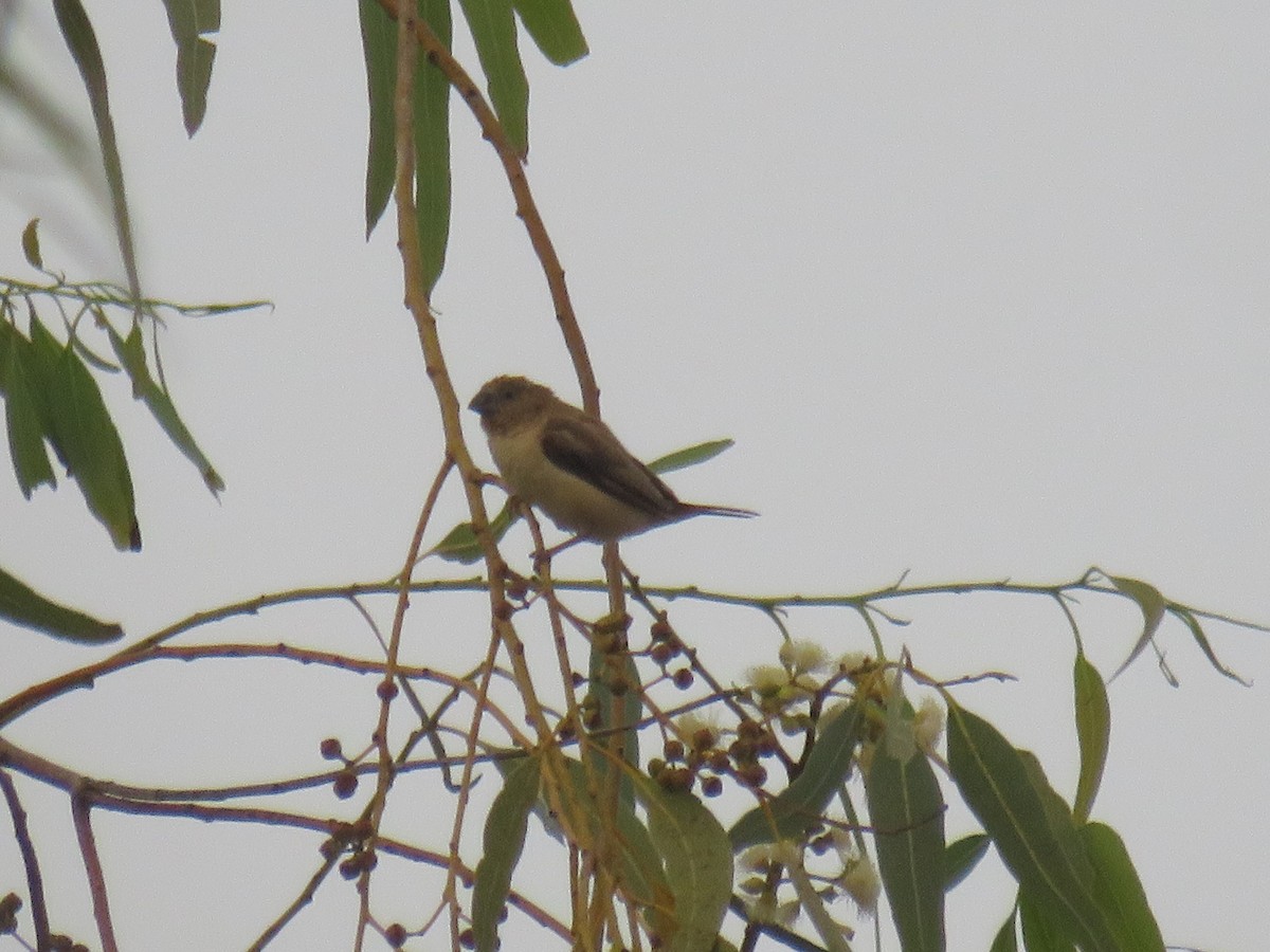 African Silverbill - ML645111117