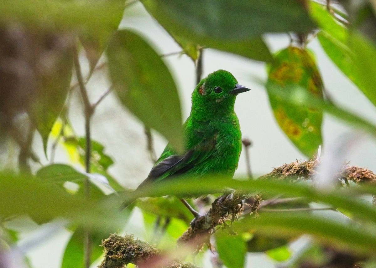Glistening-green Tanager - ML645111126