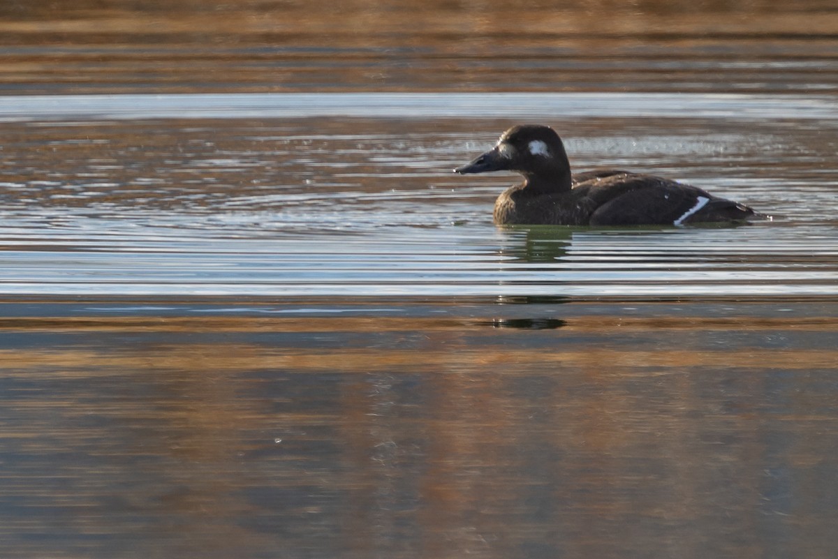 White-winged Scoter - ML645111132