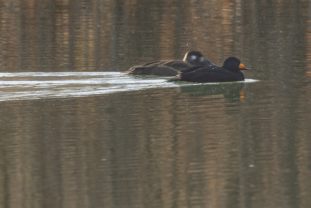 White-winged Scoter - ML645111133