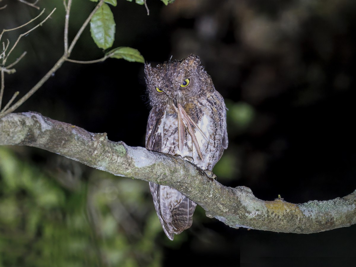 Madagascar Scops-Owl (Rainforest) - ML645111134