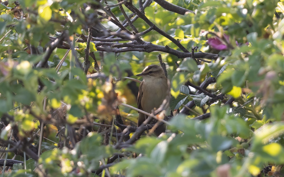 Forapaglie comune - ML645111136