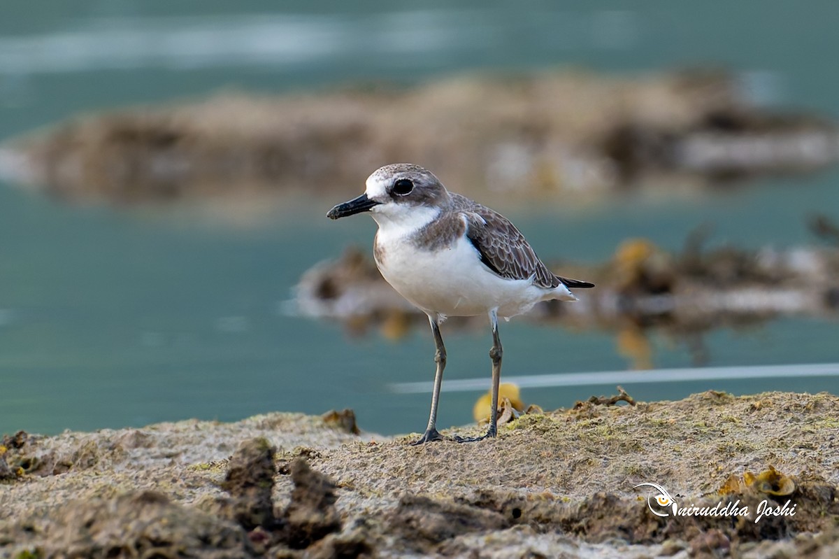 Tibet Cılıbıtı - ML645111138