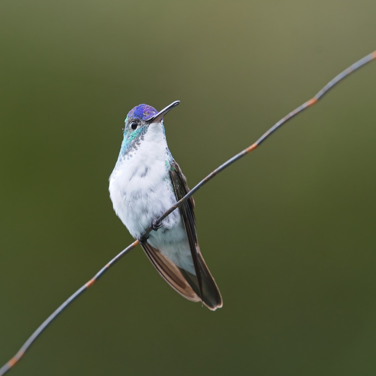 Andean Emerald - ML645111146