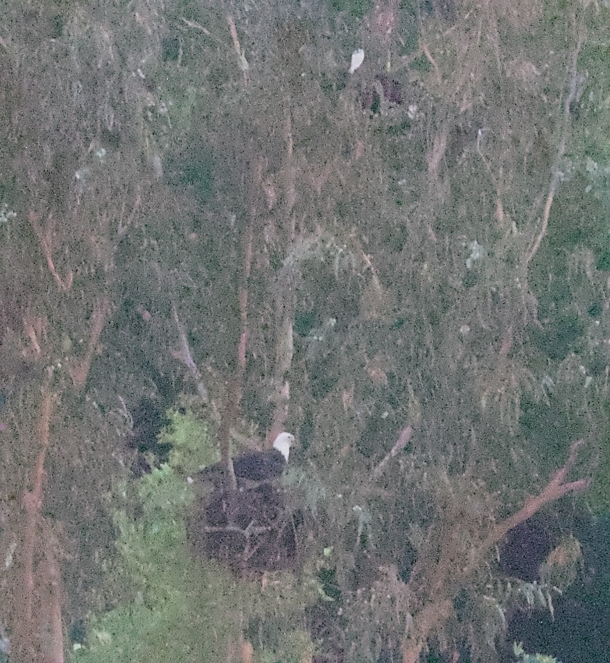 Bald Eagle - ML645111154