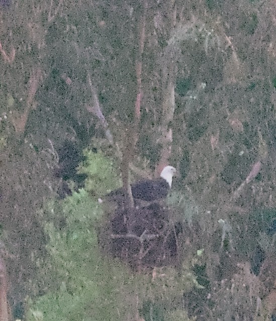 Bald Eagle - ML645111155