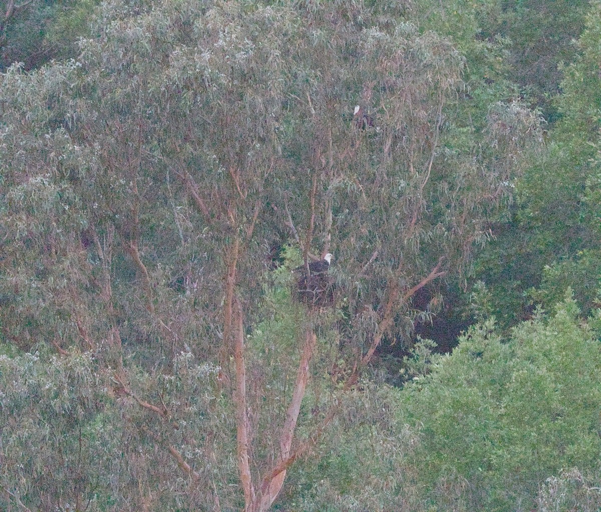 Bald Eagle - ML645111156
