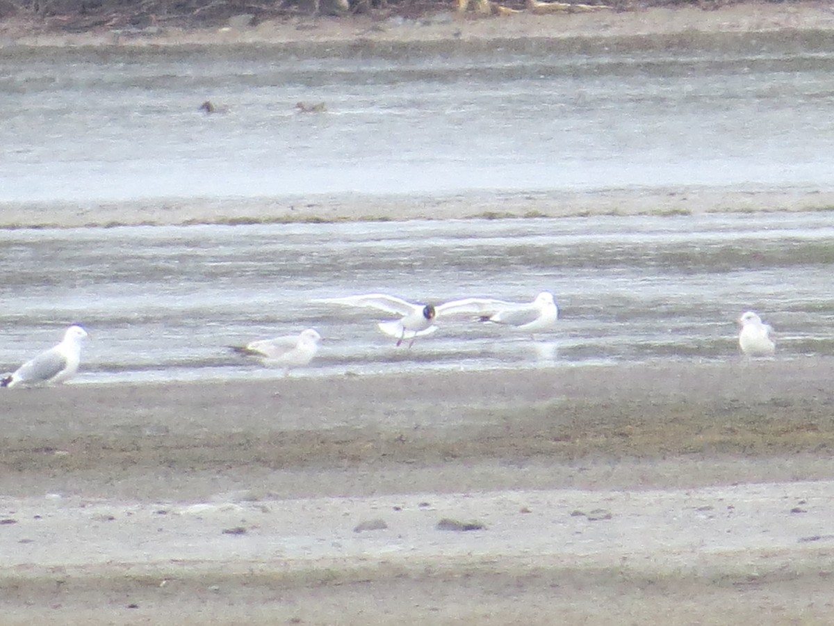 Mediterranean Gull - ML645111157