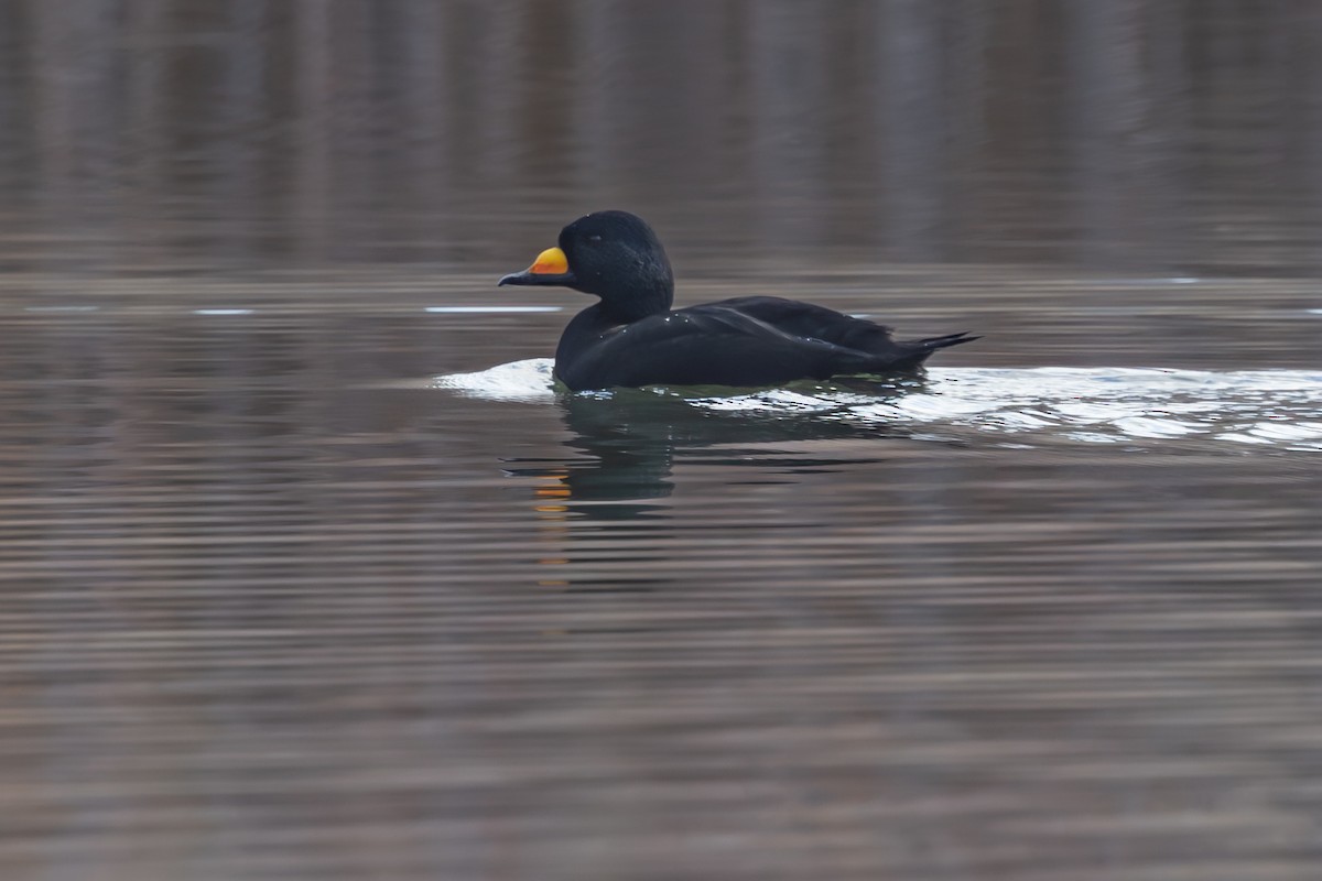 Black Scoter - ML645111159