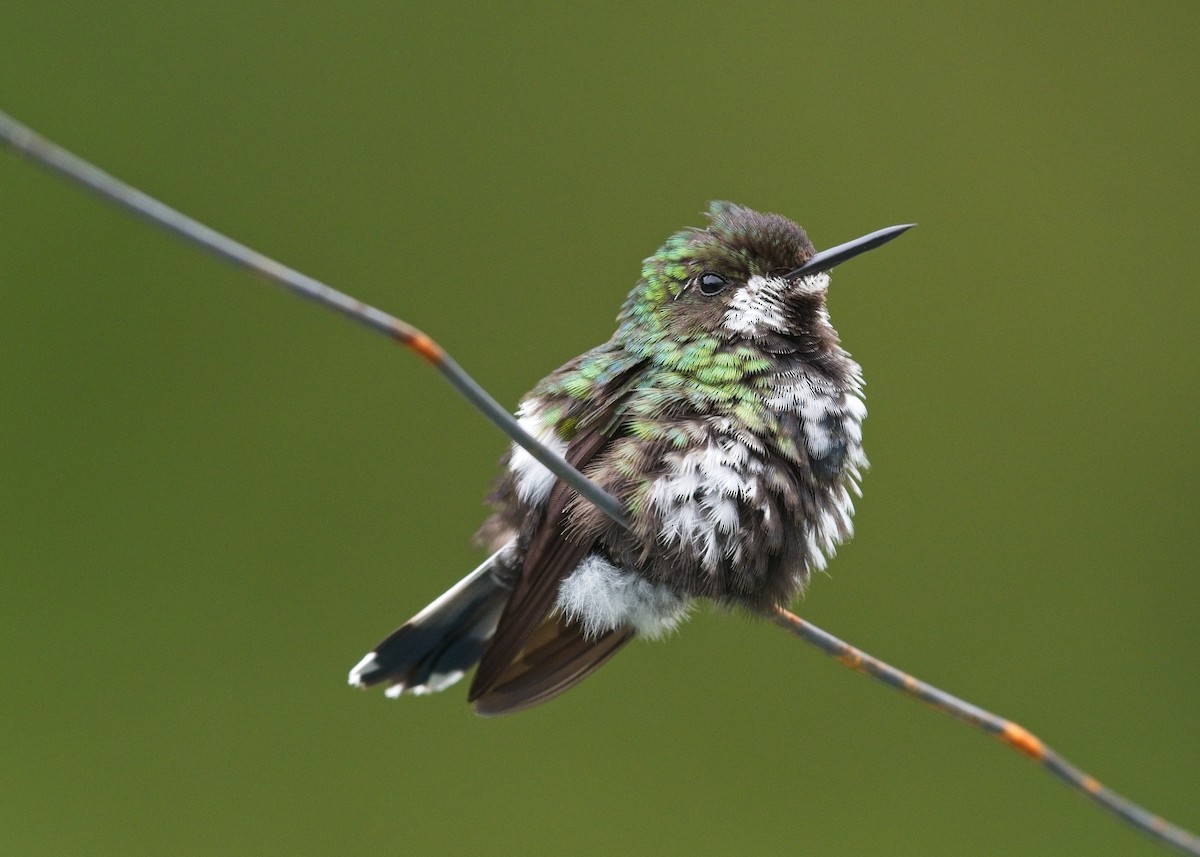 Green Thorntail - ML645111160