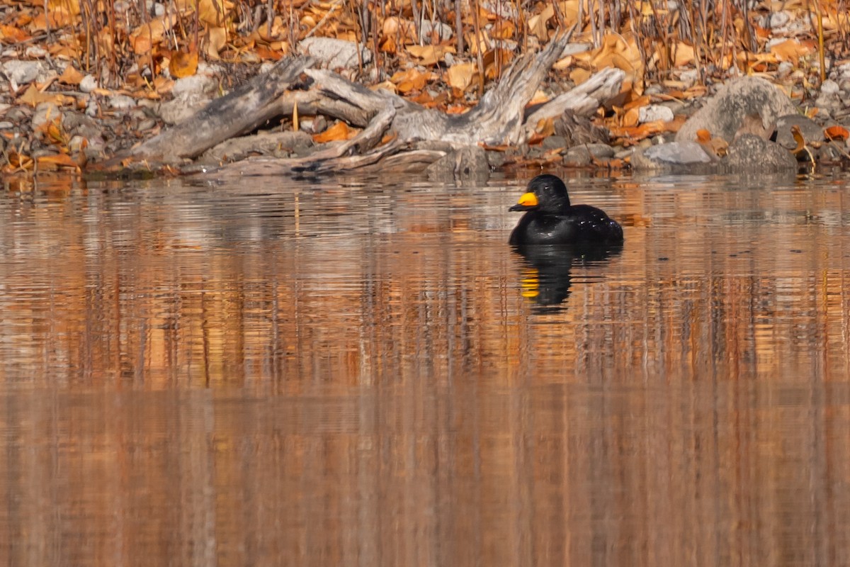 Black Scoter - ML645111162