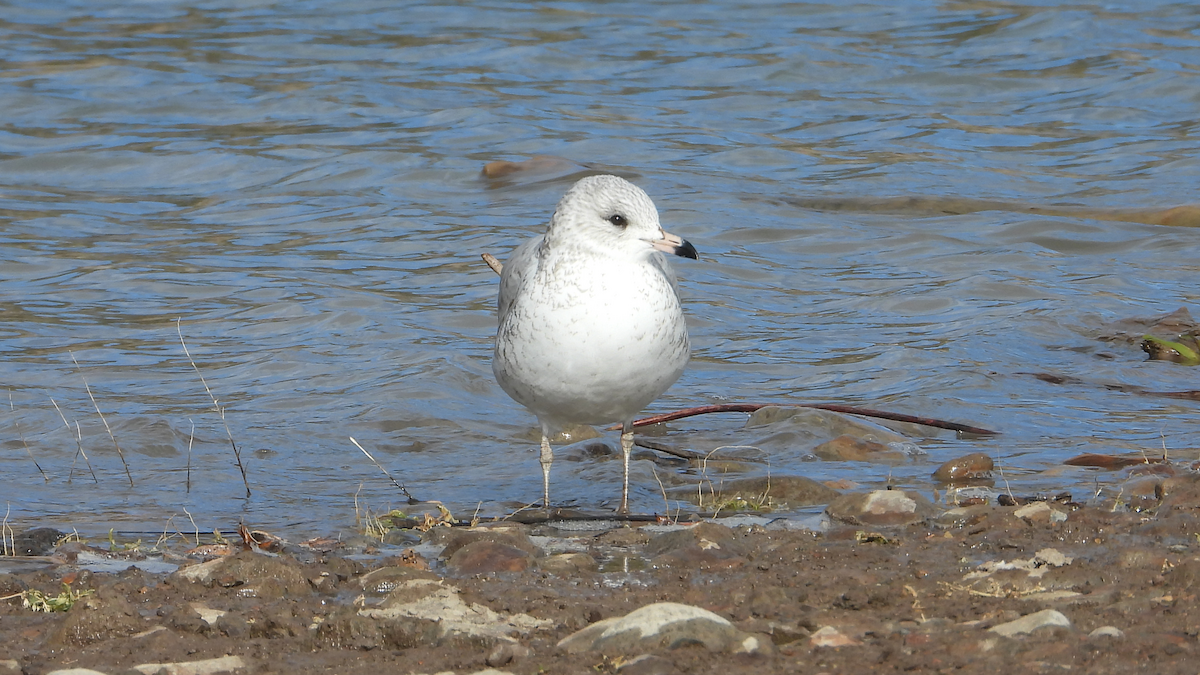 Ring-billed Gull - ML645111168