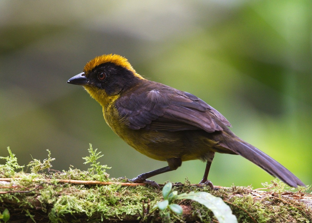 Choco Brushfinch - ML645111177