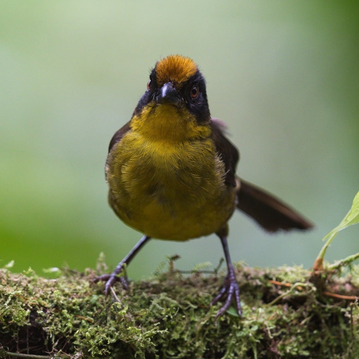 Choco Brushfinch - ML645111181