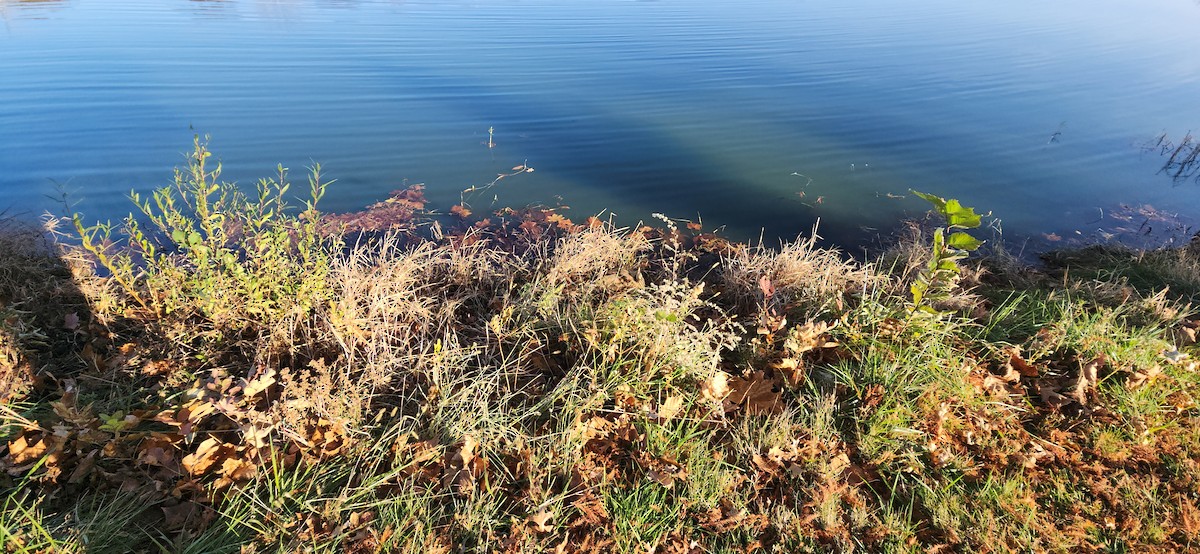 Amerika Balabanı - ML645111191