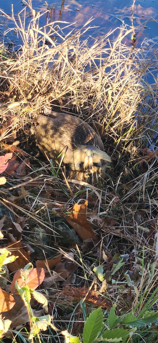 Amerika Balabanı - ML645111192