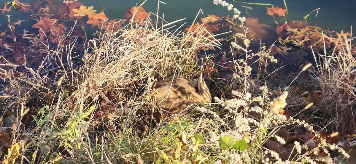 Amerika Balabanı - ML645111193