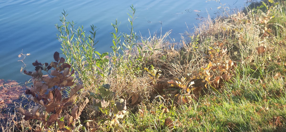 Amerika Balabanı - ML645111194