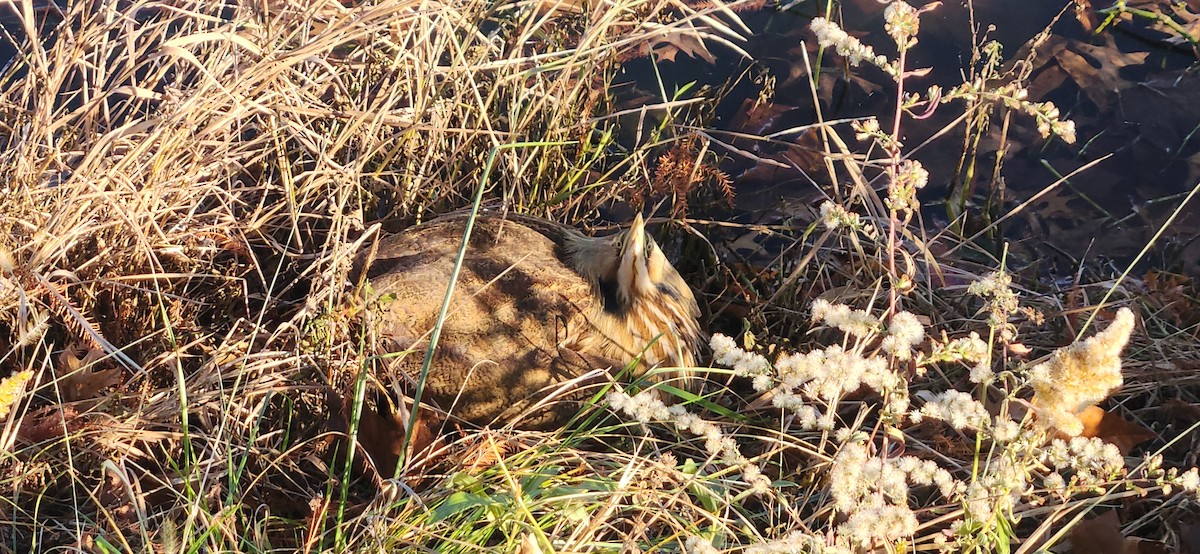 Amerika Balabanı - ML645111195