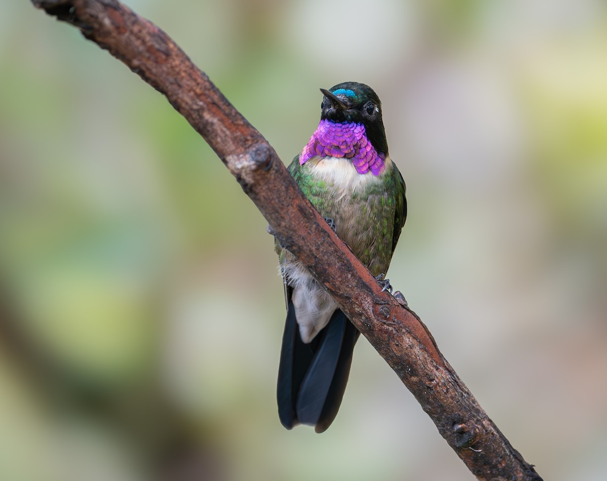 Ametist Kolyeli Günmeleği - ML645111201