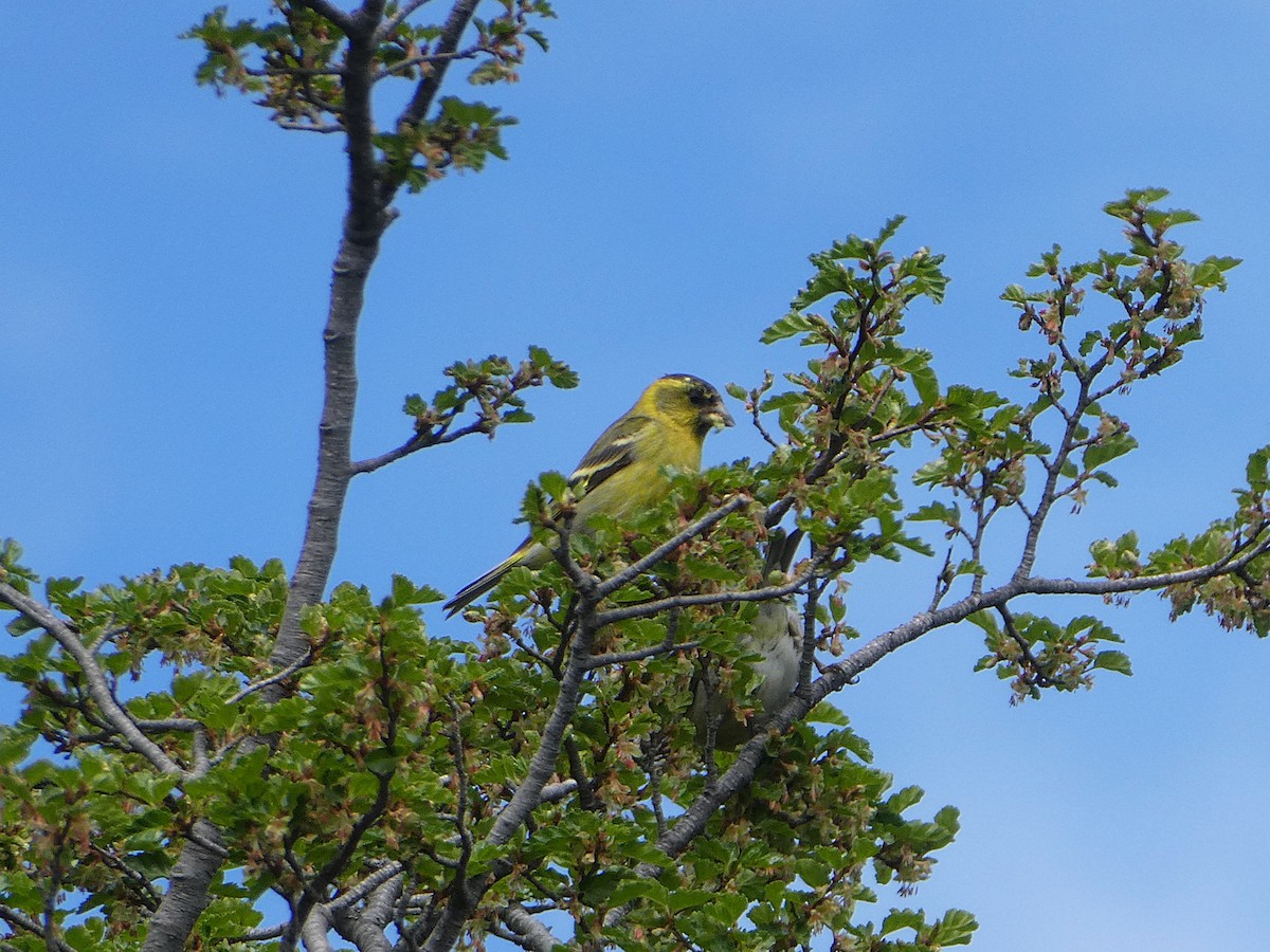 čížek vousatý - ML645111209