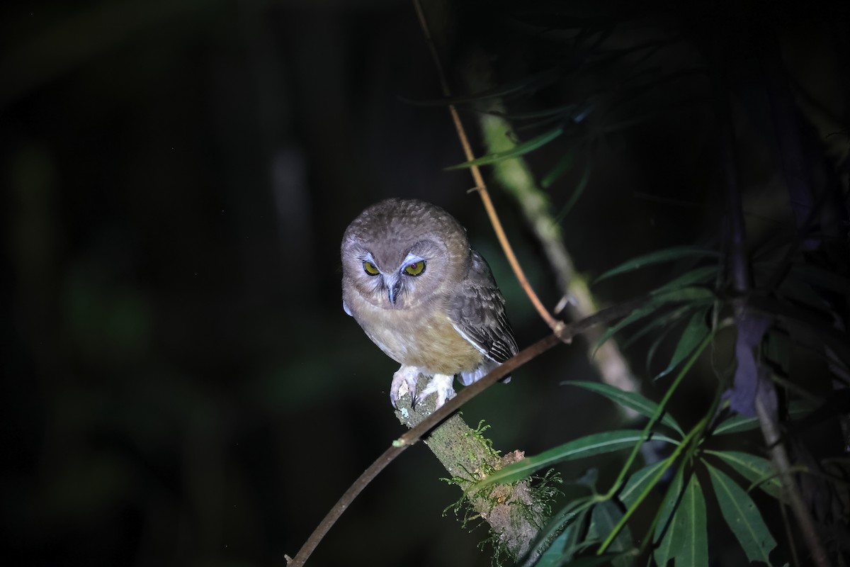 Unspotted Saw-whet Owl - ML645111232