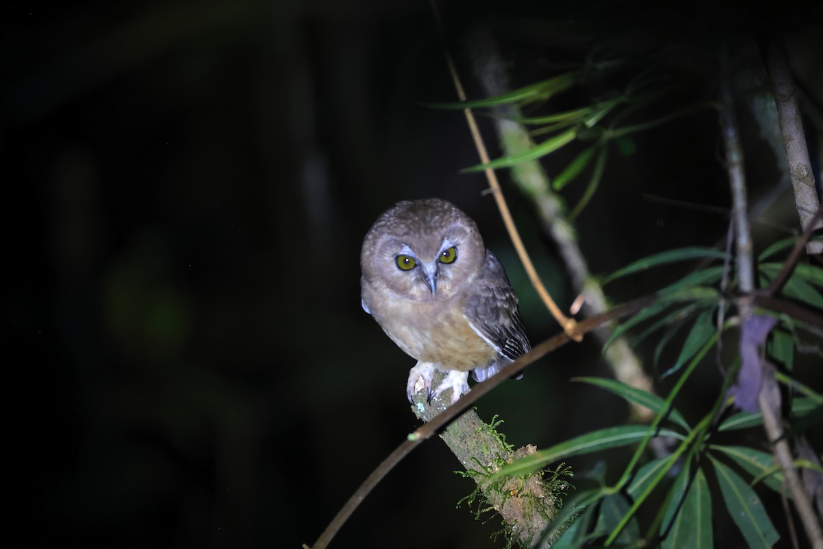 Unspotted Saw-whet Owl - ML645111234