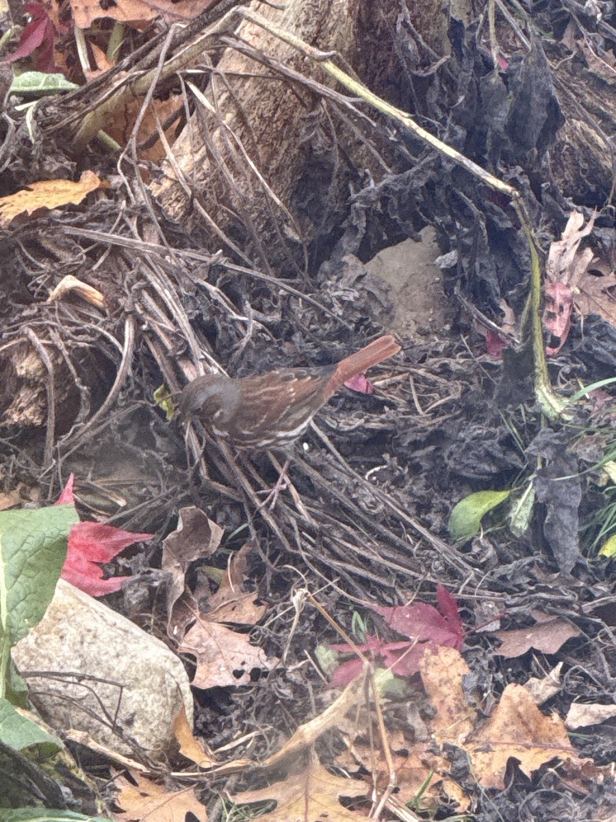 Fox Sparrow - ML645111240