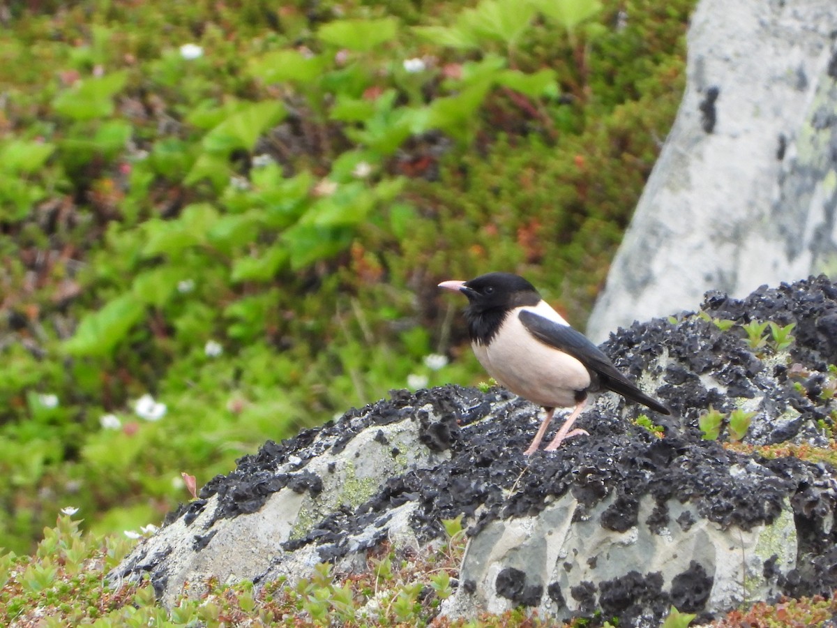 Rosy Starling - ML645111245