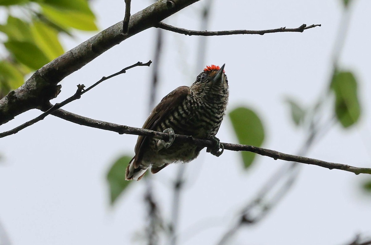 Carpinterito Variable - ML645111246