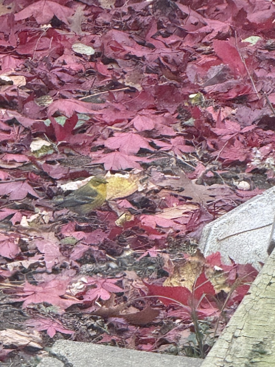 lesňáček borovicový - ML645111247