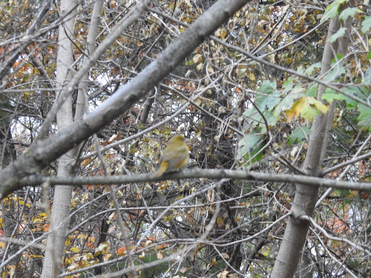 piranga ohnivá - ML645111304