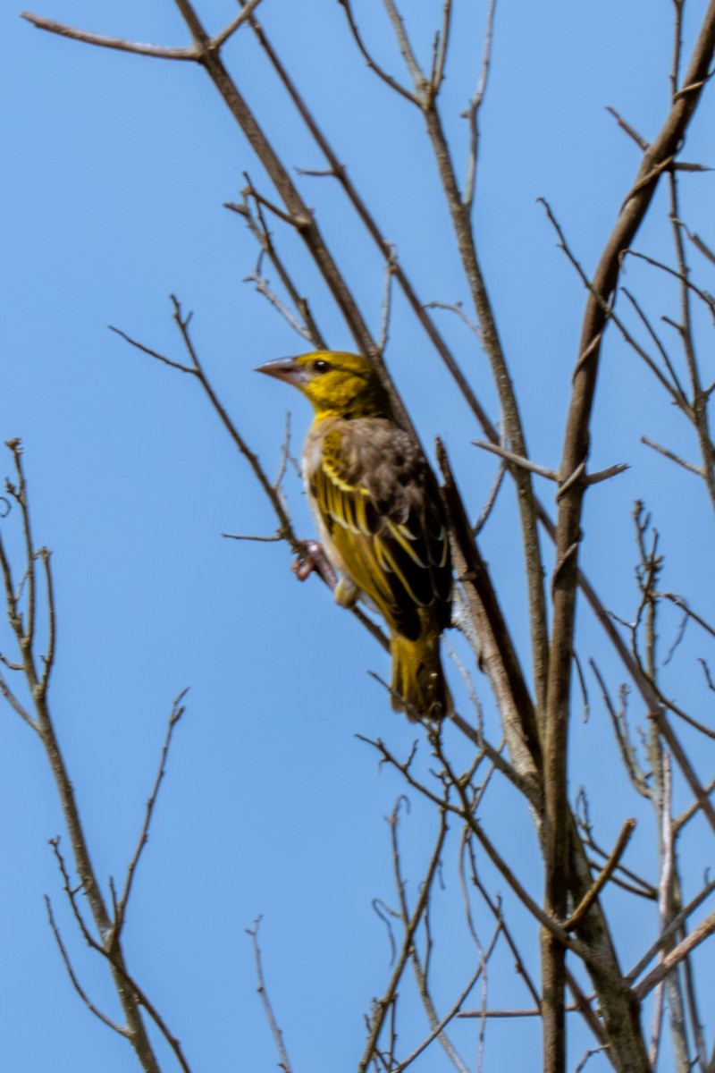 Village Weaver - ML645111313