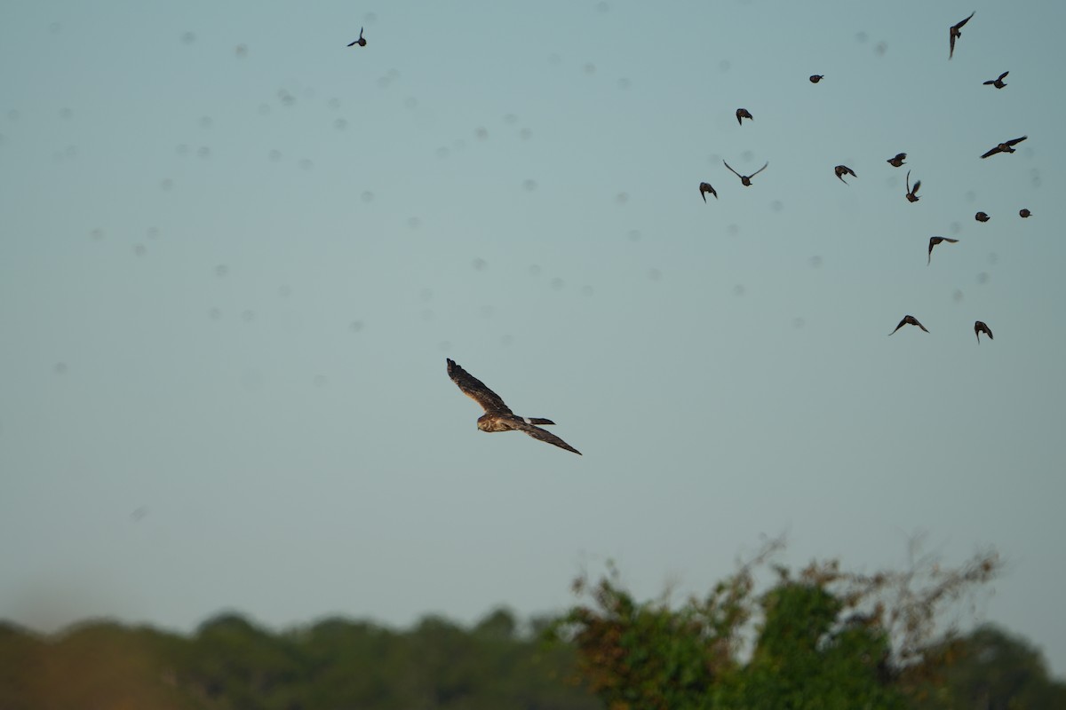 moták severoamerický - ML645111323