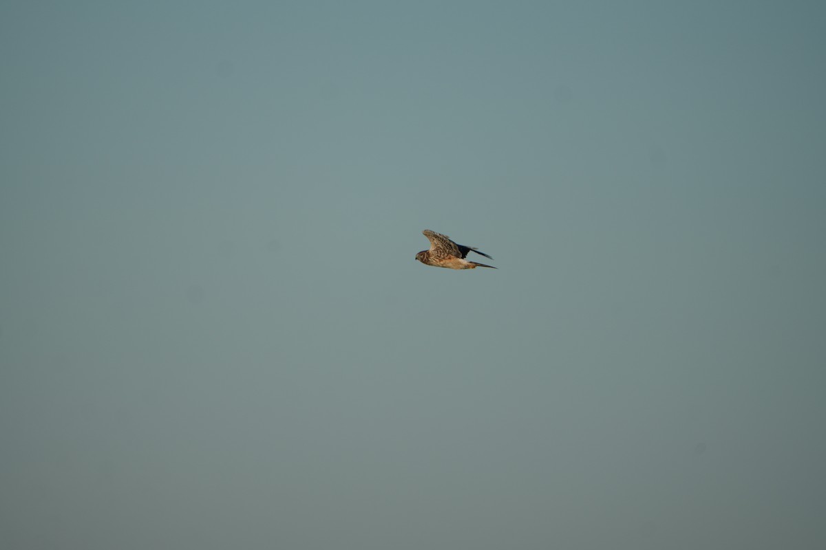 moták severoamerický - ML645111325