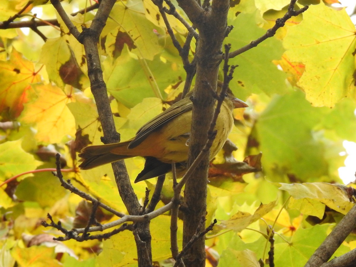 piranga ohnivá - ML645111328