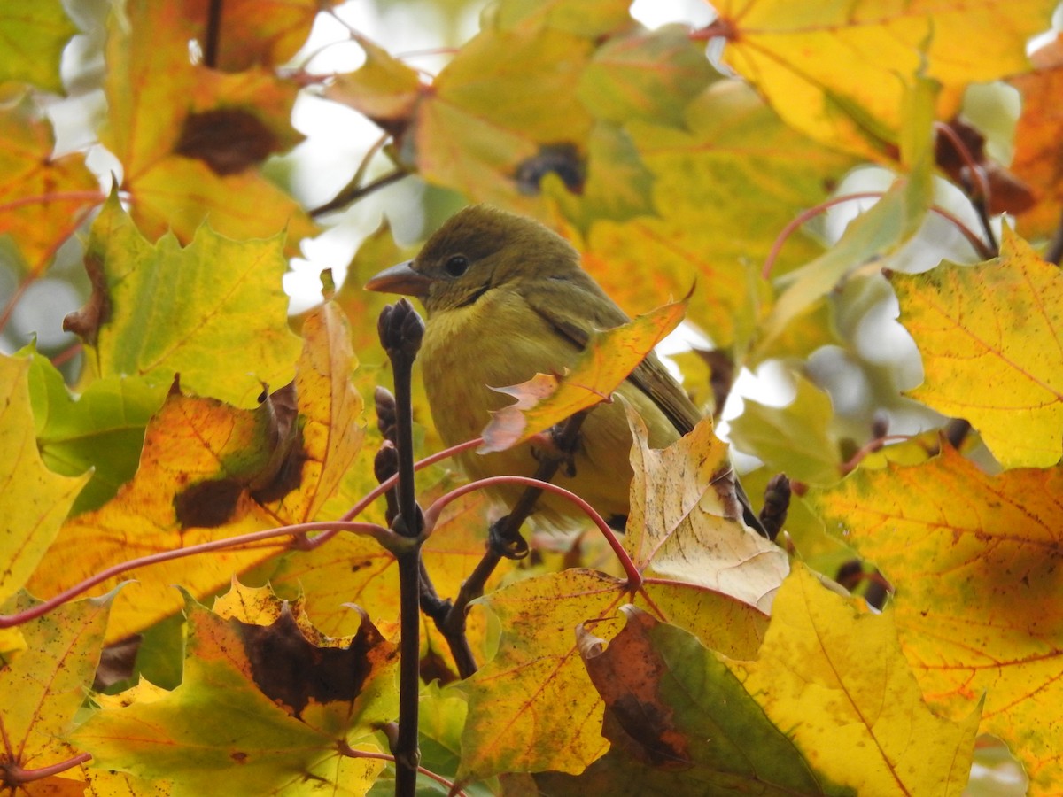 piranga ohnivá - ML645111329