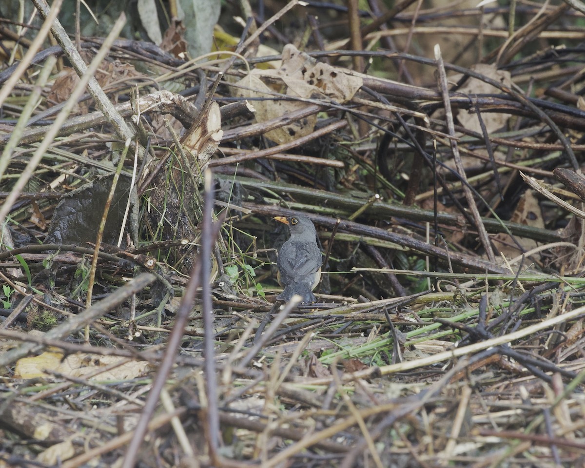 Abyssinian Thrush - ML645111346