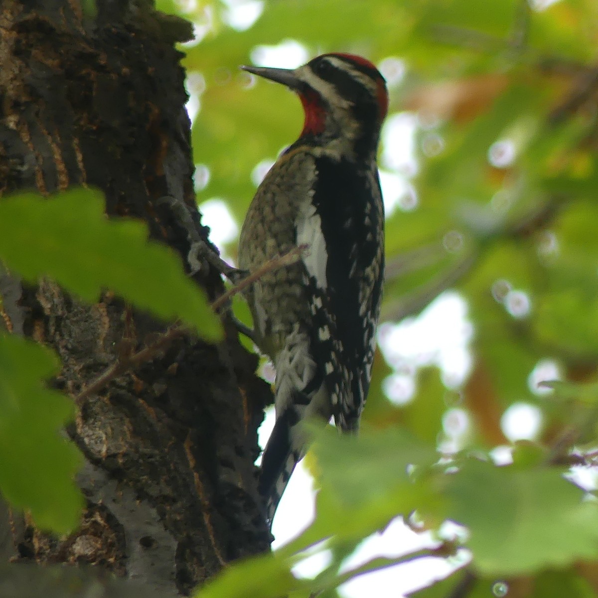 Rotnacken-Saftlecker - ML645111349