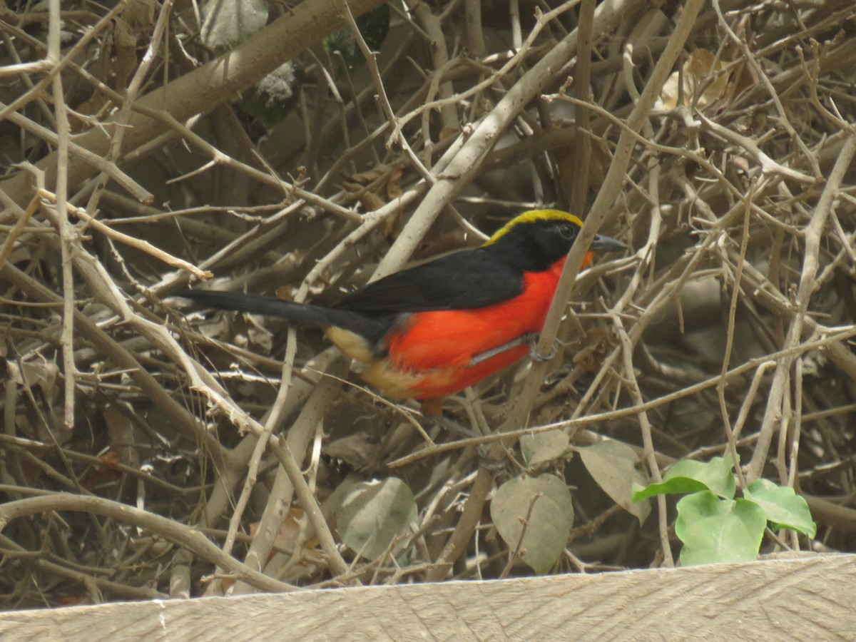 Yellow-crowned Gonolek - ML645111350