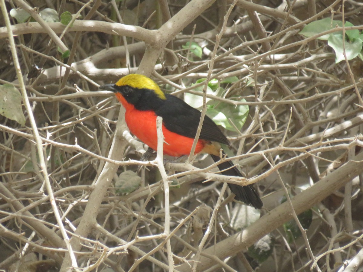 Yellow-crowned Gonolek - ML645111351