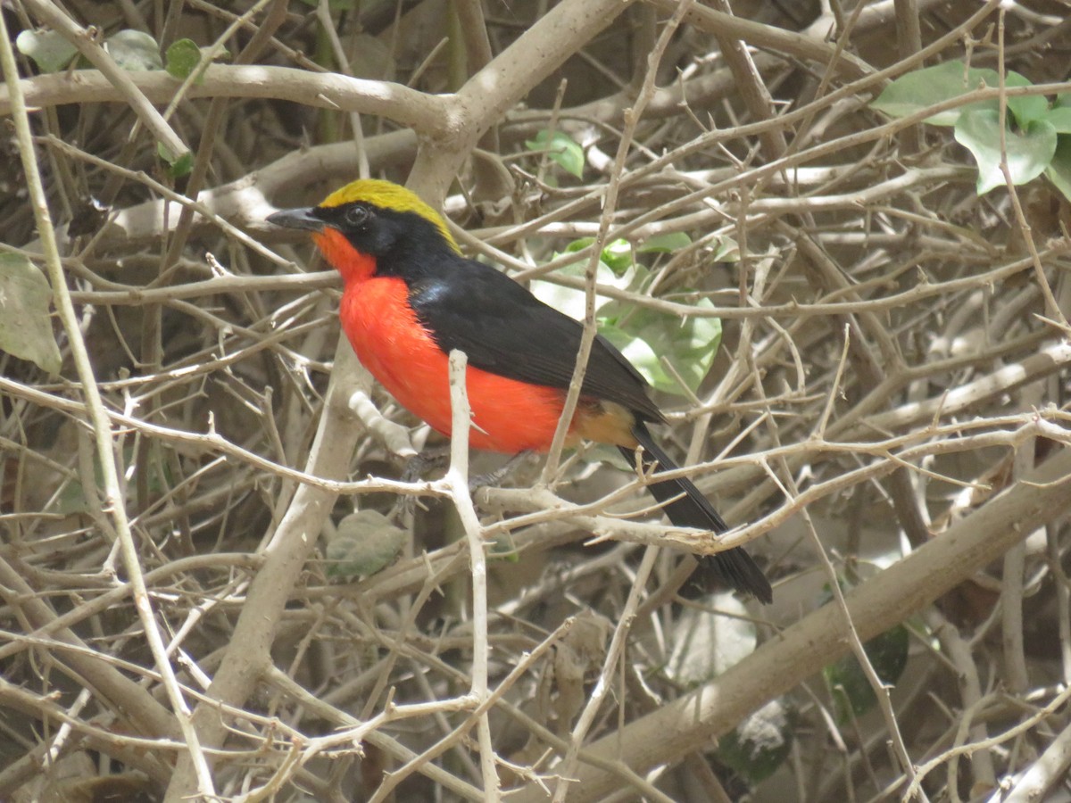 Yellow-crowned Gonolek - ML645111352