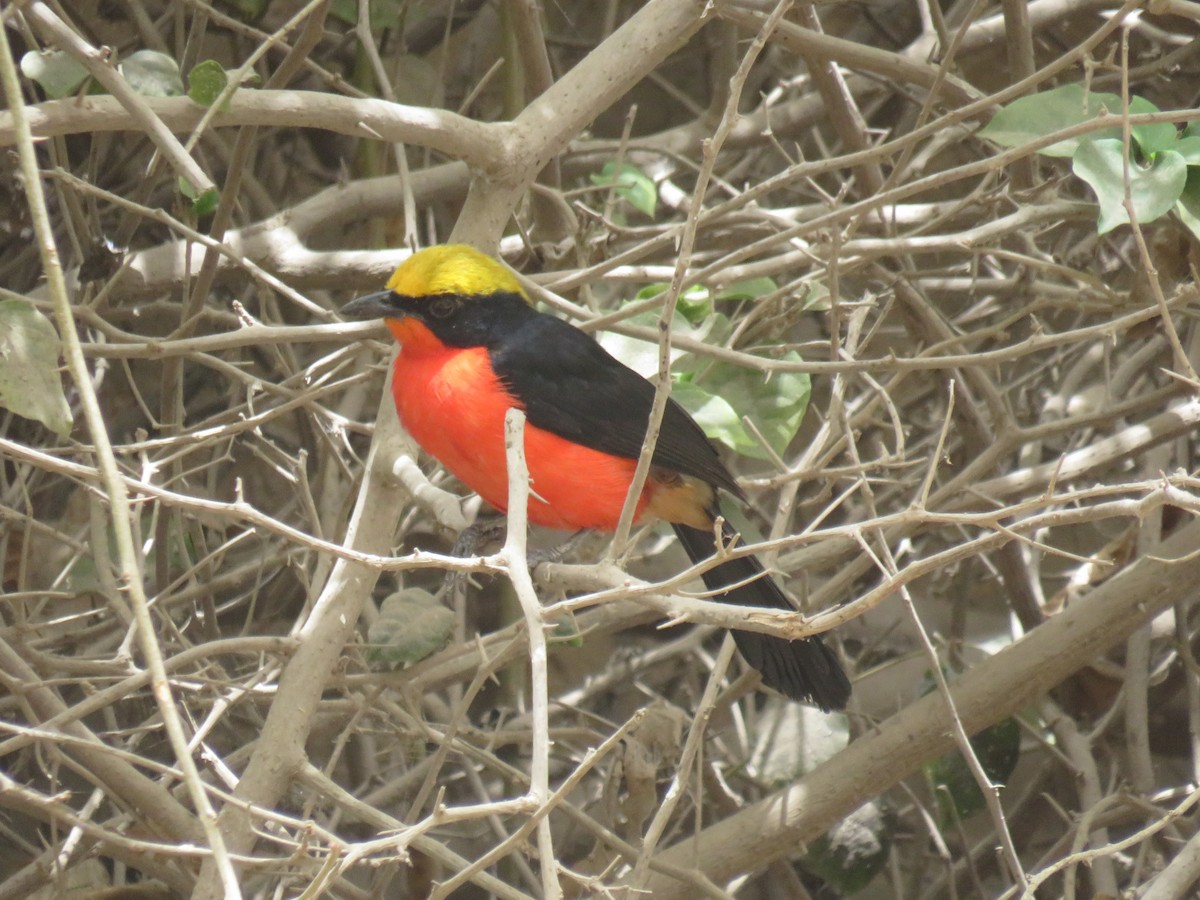 Yellow-crowned Gonolek - ML645111353