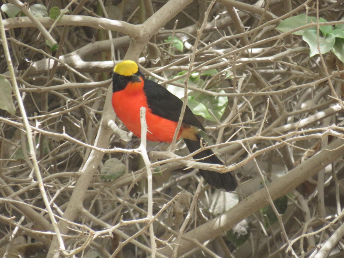 Yellow-crowned Gonolek - ML645111354