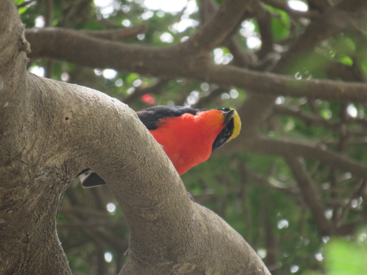 Yellow-crowned Gonolek - ML645111356