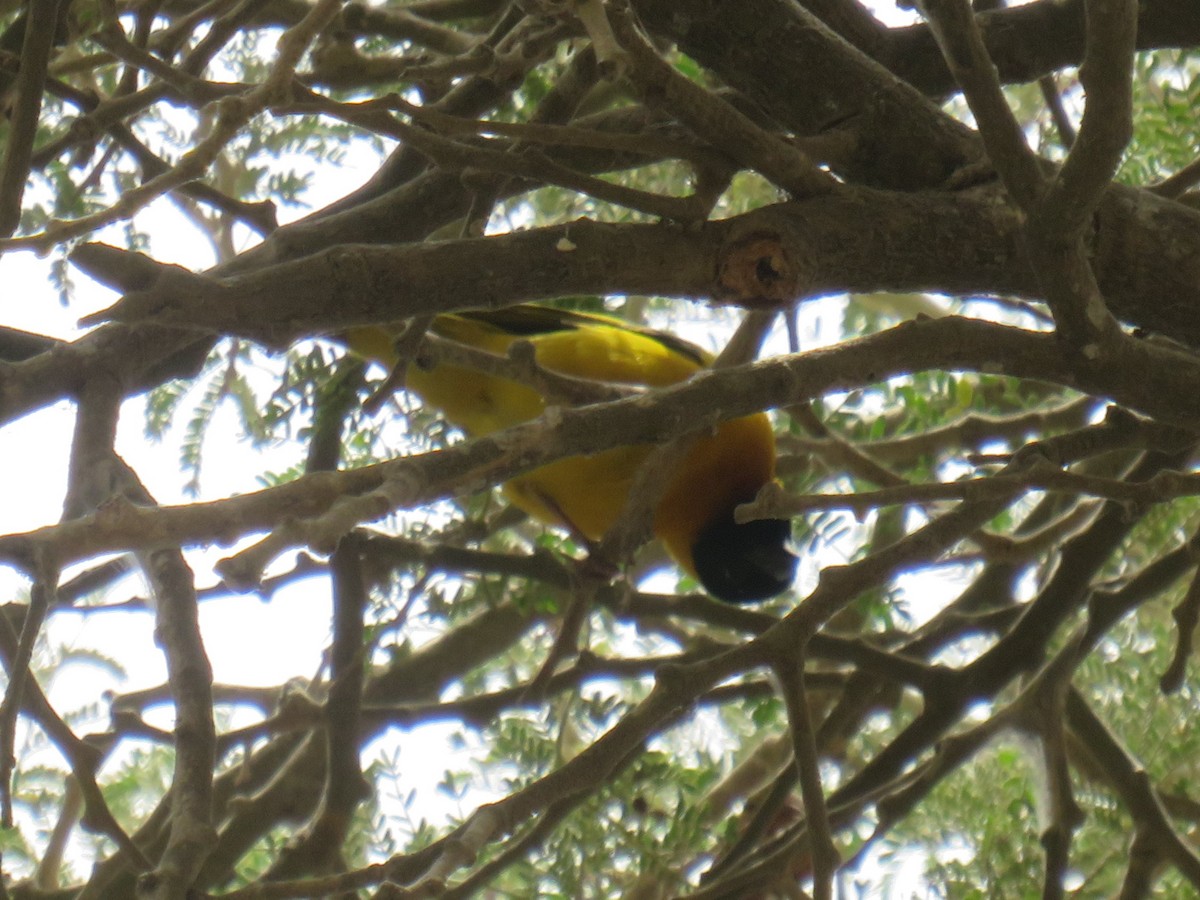 Tejedor Cabecinegro - ML645111366