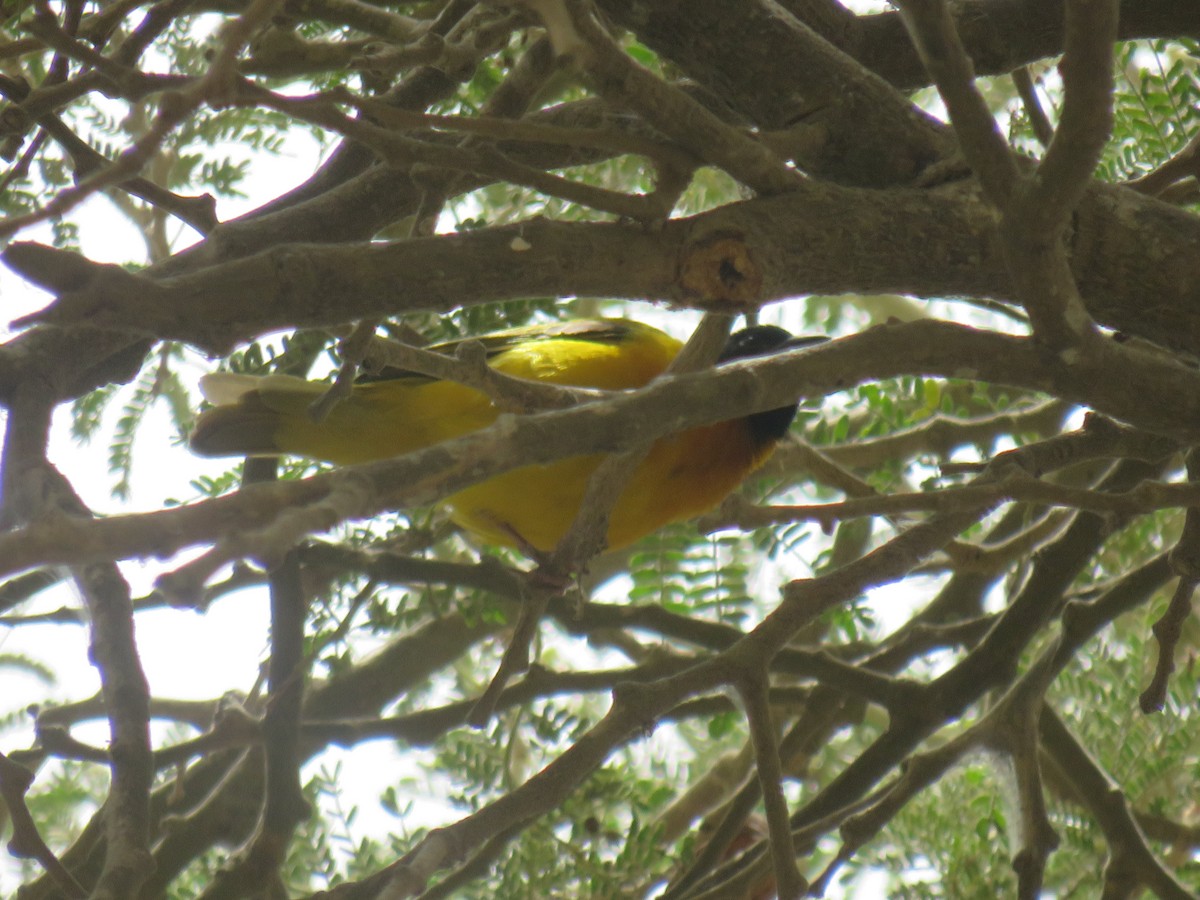 Tejedor Cabecinegro - ML645111367