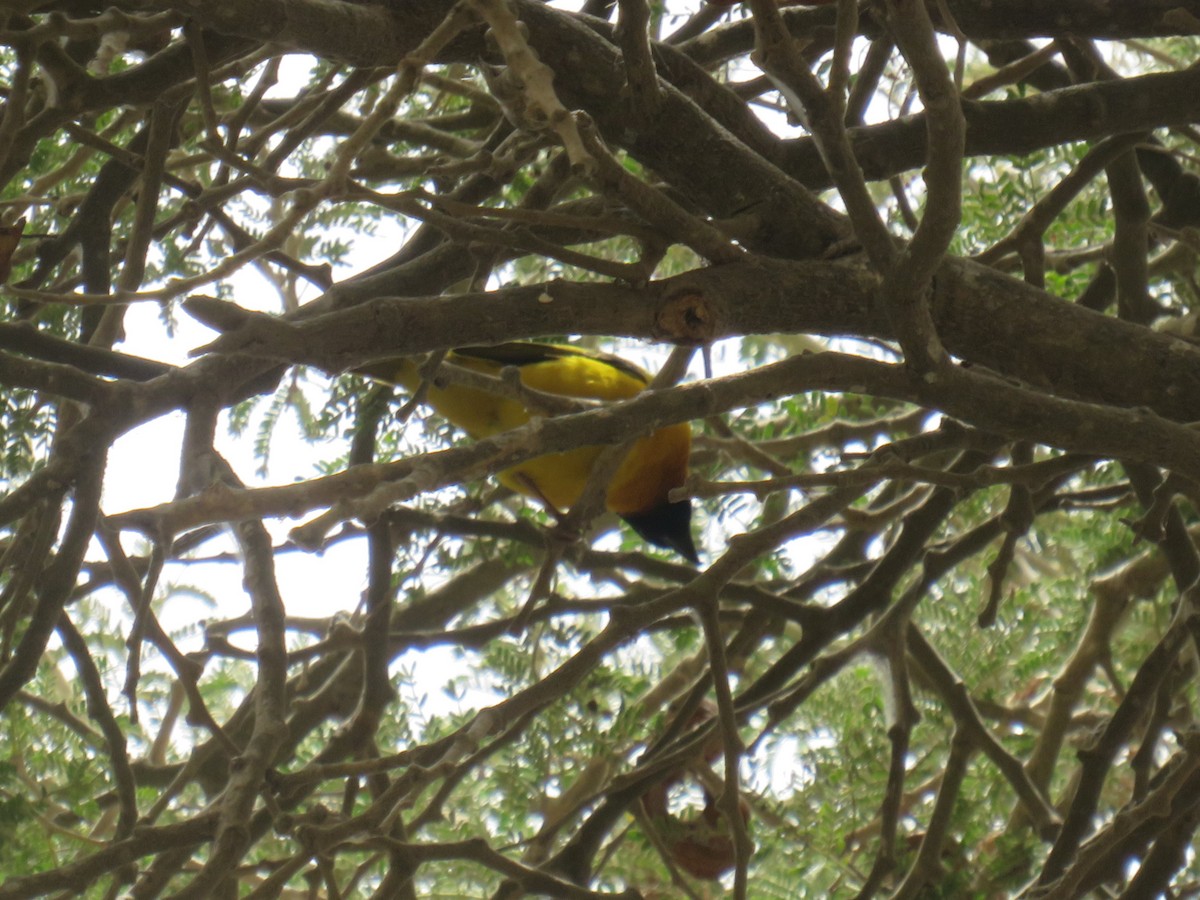 Tejedor Cabecinegro - ML645111368