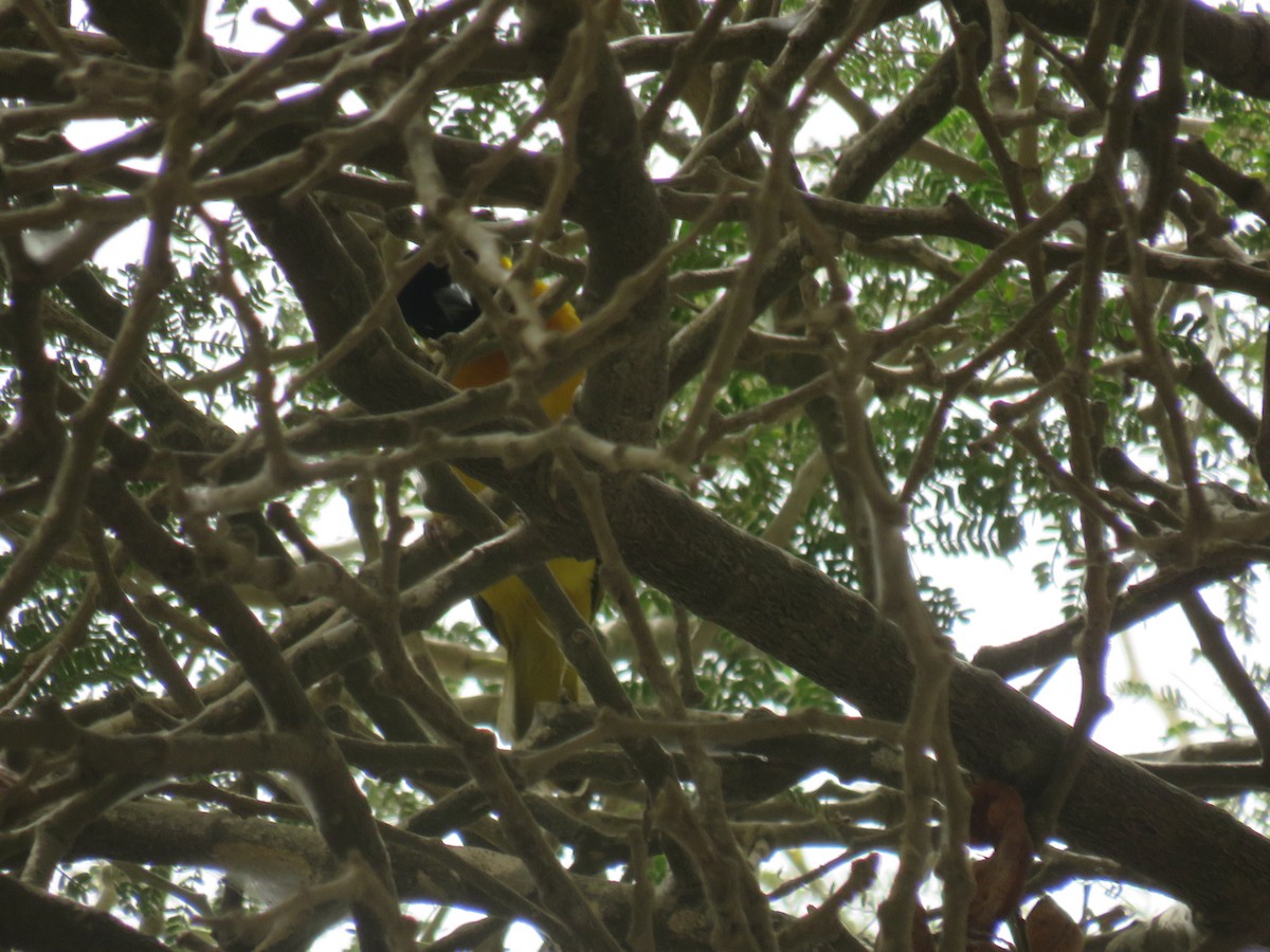 Tejedor Cabecinegro - ML645111369