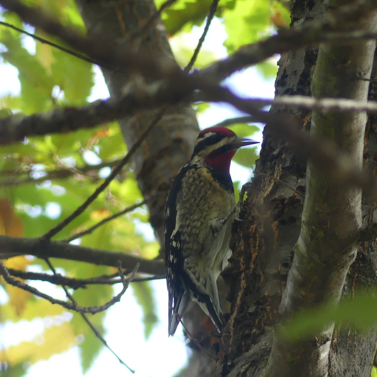 Rotnacken-Saftlecker - ML645111373